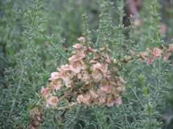 Anabasis reticulata